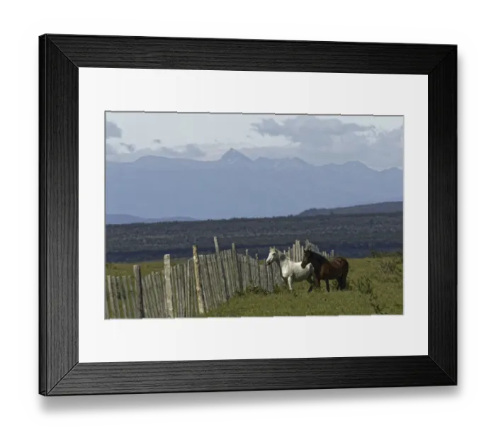 Framed Print : Horses, Tierra del Fuego, Chile, South AmericaPatagonia, Patagonia Framed Print : Horses, Tierra del Fuego, Chile, South AmericaPatagonia, Patagonia