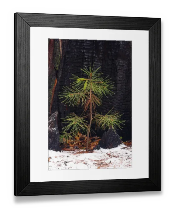 Framed Print : Pine seedling and burned trunk in winter, Yosemite National Park, California USA Framed Print : Pine seedling and burned trunk in winter, Yosemite National Park, California USA