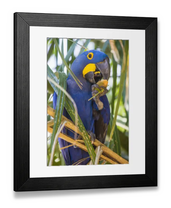 Framed Print : South America. Brazil. Hyacynth macaw (Anodorhynchus hyacinthinus), a vulnerable species of parrot