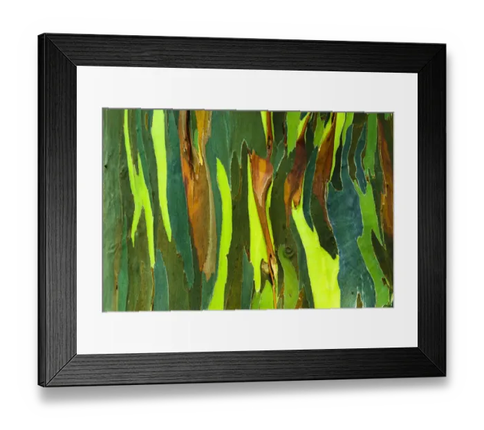 Framed Print : Rainbow Eucalyptus bark (Eucalyptus deglupta - Mindanao Gum), Island of Kauai, Hawaii USA