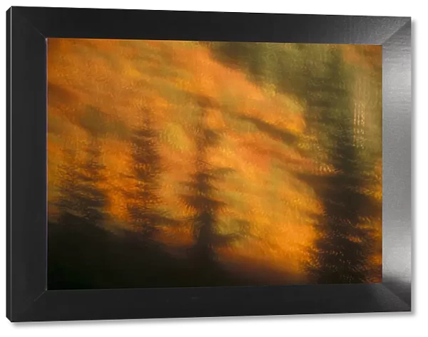 Blurred background image of trees in a forest in autumn