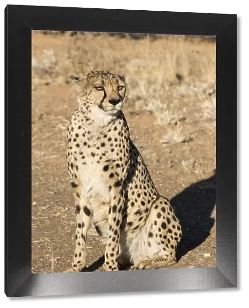 Africa, Namibia, Keetmanshoop. Close-up of seated cheetah