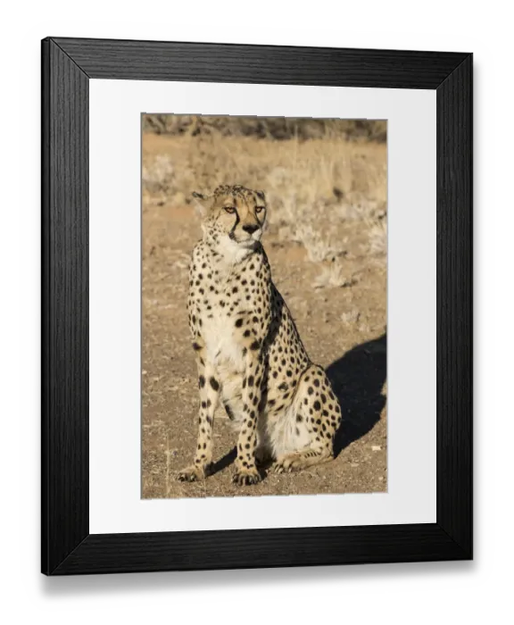 Framed Print : Africa, Namibia, Keetmanshoop. Close-up of seated cheetah Framed Print : Africa, Namibia, Keetmanshoop. Close-up of seated cheetah