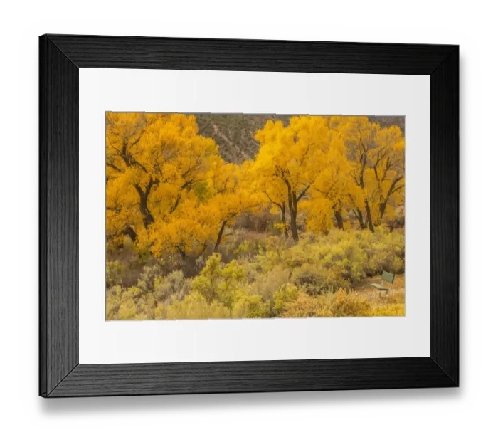 Framed Print : USA, Colorado. Bench and cottonwoods in autumn Framed Print : USA, Colorado. Bench and cottonwoods in autumn
