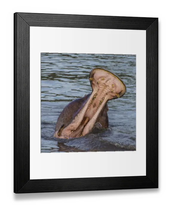 Framed Print : Africa. Tanzania. Hippopotamus yawn (Hippopotamus amphibius) in Serengeti NP Framed Print : Africa. Tanzania. Hippopotamus yawn (Hippopotamus amphibius) in Serengeti NP