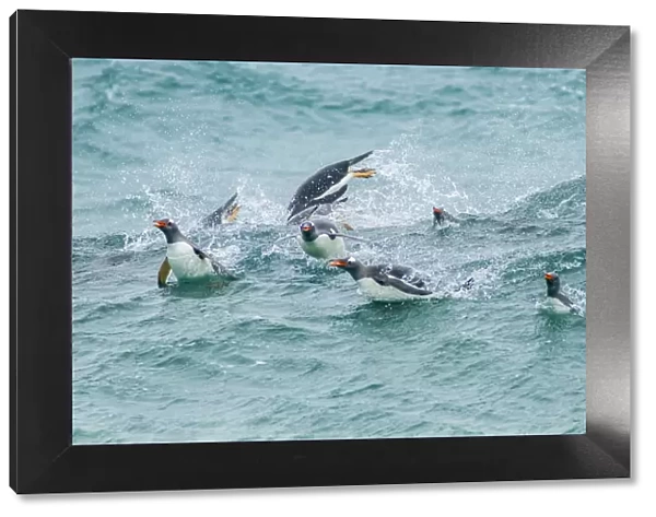 Falkland Islands, Sea Lion Island. Gentoo penguins porpoising in surf. Credit as