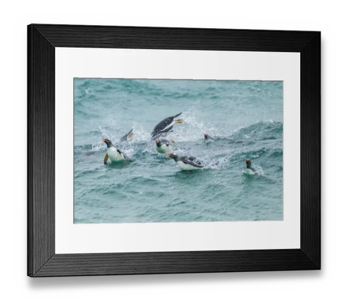 Framed Print : Falkland Islands, Sea Lion Island. Gentoo penguins porpoising in surf. Credit as Framed Print : Falkland Islands, Sea Lion Island. Gentoo penguins porpoising in surf. Credit as