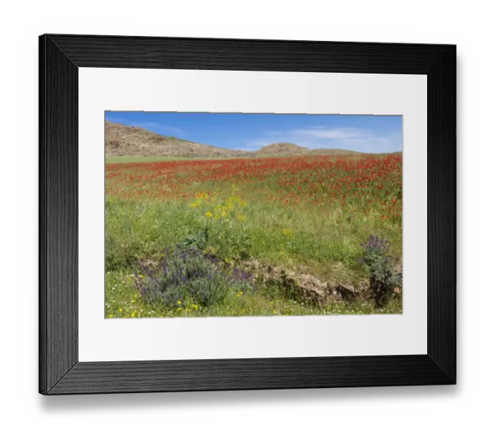 Framed Print : North Africa, Morocco, Taounate, spring flowers bloom. Verbena, Coreopsis, Atlantic Poppy Framed Print : North Africa, Morocco, Taounate, spring flowers bloom. Verbena, Coreopsis, Atlantic Poppy