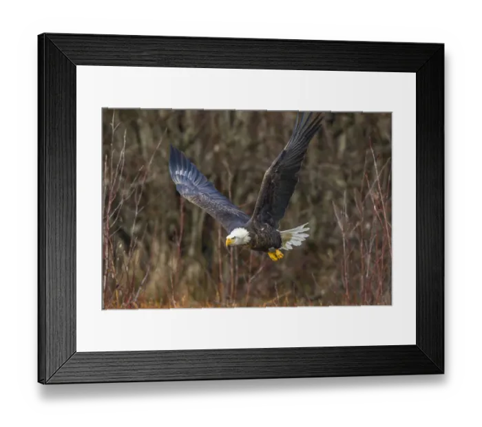 Framed Print : USA, Alaska, Chilkat Bald Eagle Preserve, bald eagle adult, in flight