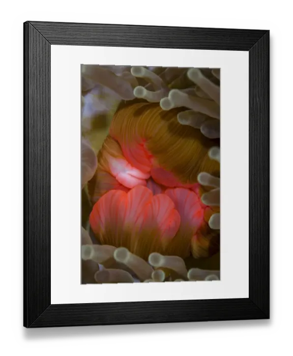 Framed Print : Fiji. Close-up of anemone mouth. Credit as: Jones & Shimlock / Jaynes Gallery / DanitaDelimont Framed Print : Fiji. Close-up of anemone mouth. Credit as: Jones & Shimlock / Jaynes Gallery / DanitaDelimont