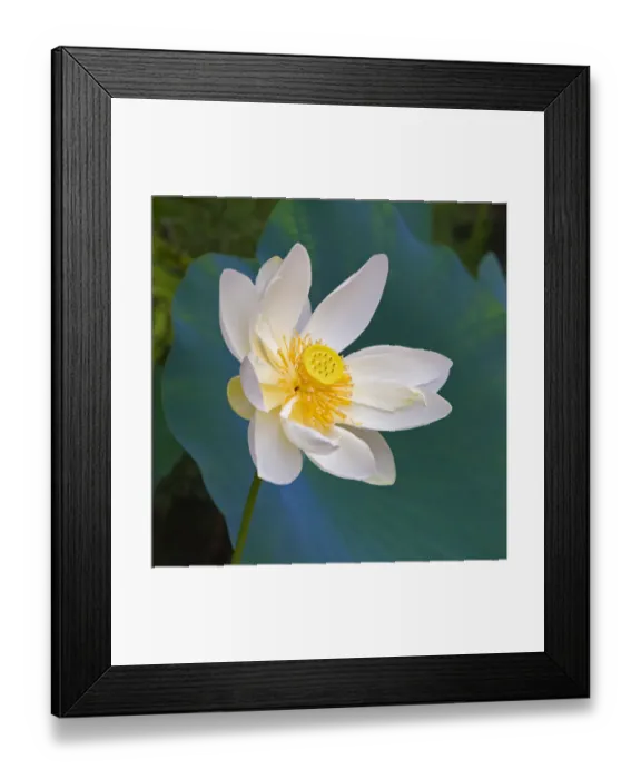 Framed Print : Lotus flower, Guangxi Province, China