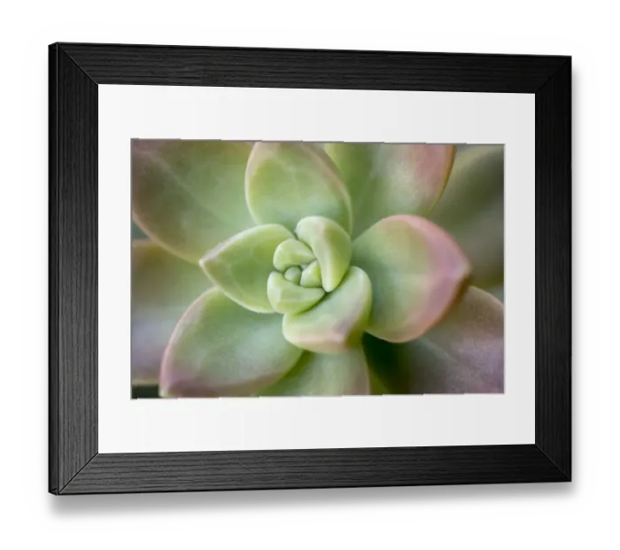 Framed Print : USA, Arizona. Detail of succulent plant. Credit as: Wendy Kaveney  /  Jaynes Gallery  /  DanitaDelimont