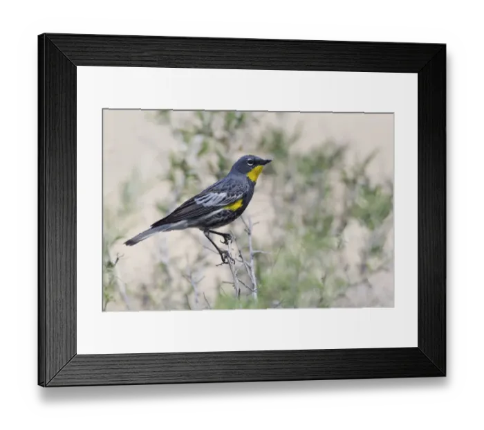 Framed Print : Yellow-rumped Warbler Framed Print : Yellow-rumped Warbler