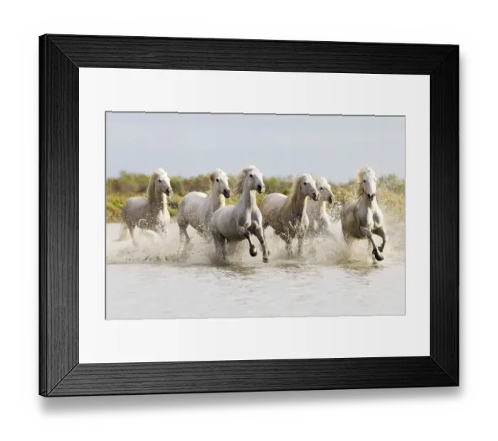 Framed Print : Europe, France, The Camargue, Saintes-Maries-de-la-Mer, Camargue horses, Equus ferus Framed Print : Europe, France, The Camargue, Saintes-Maries-de-la-Mer, Camargue horses, Equus ferus