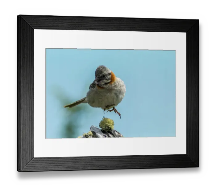 Framed Print : South America, Chile, Patagonia. Rufous-collared sparrow jumping Framed Print : South America, Chile, Patagonia. Rufous-collared sparrow jumping