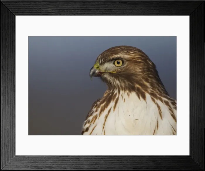 Framed Print : Red-tailed Hawk Close-up