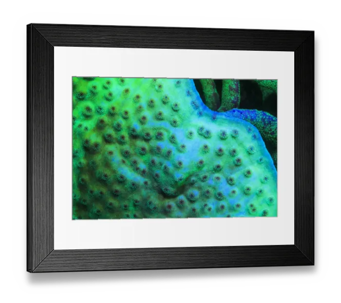 Framed Print : Fluorescing Underwater Macro images Framed Print : Fluorescing Underwater Macro images
