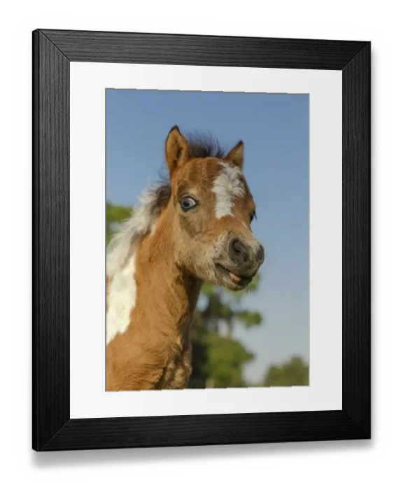 Framed Print : Baby Miniature horse paint colt
