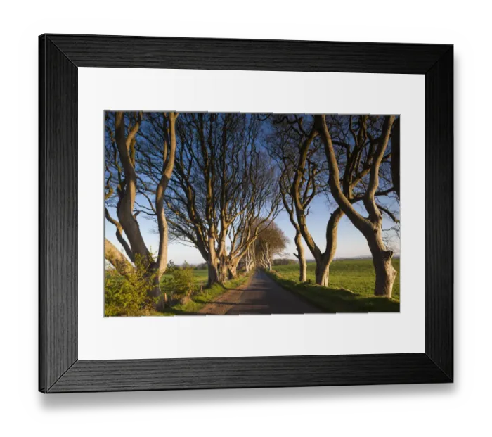 Framed Print : UK, Northern Ireland, County Antrim, Ballymoney, The Dark Hedges, tree-lined road at dawn Framed Print : UK, Northern Ireland, County Antrim, Ballymoney, The Dark Hedges, tree-lined road at dawn