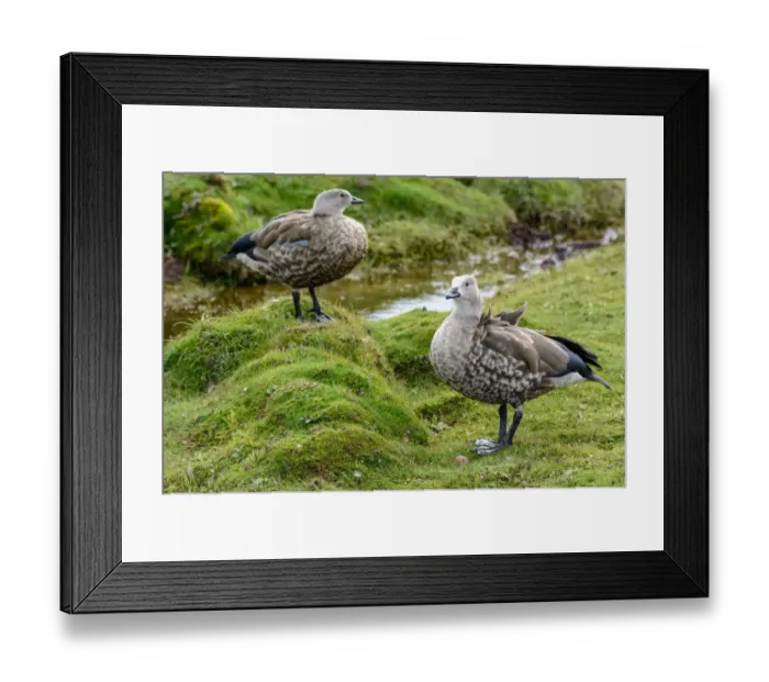 Framed Print : Blue-winged Goose (Cyanochen cyanoptera). Bale Mountains National Park. Ethiopia Framed Print : Blue-winged Goose (Cyanochen cyanoptera). Bale Mountains National Park. Ethiopia