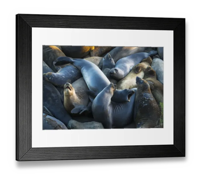 Framed Print : Northern elephant seals at Piedras Blancas elephant seal rookery, San Simeon, California Framed Print : Northern elephant seals at Piedras Blancas elephant seal rookery, San Simeon, California