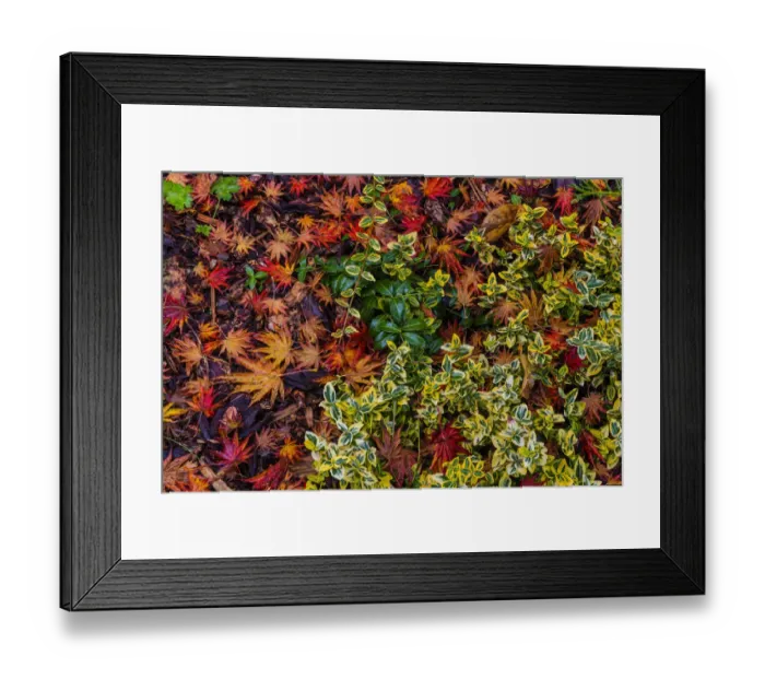 Framed Print : Japanese maple leaves on ground in Nelson, British Columbia, Canada Framed Print : Japanese maple leaves on ground in Nelson, British Columbia, Canada