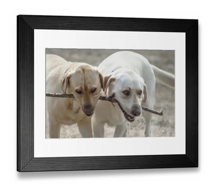 Framed Print : Two Yellow Labrador Retreivers playing with a stick Framed Print : Two Yellow Labrador Retreivers playing with a stick