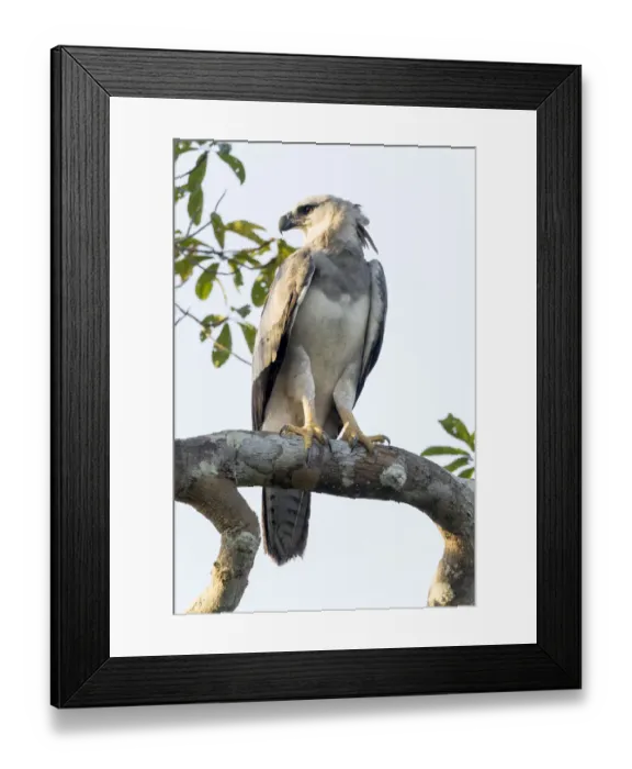 Framed Print : South America, Brazil, State of Amazonas, The Amazon, Near Manaus, harpy eagle, Harpia harpyja Framed Print : South America, Brazil, State of Amazonas, The Amazon, Near Manaus, harpy eagle, Harpia harpyja