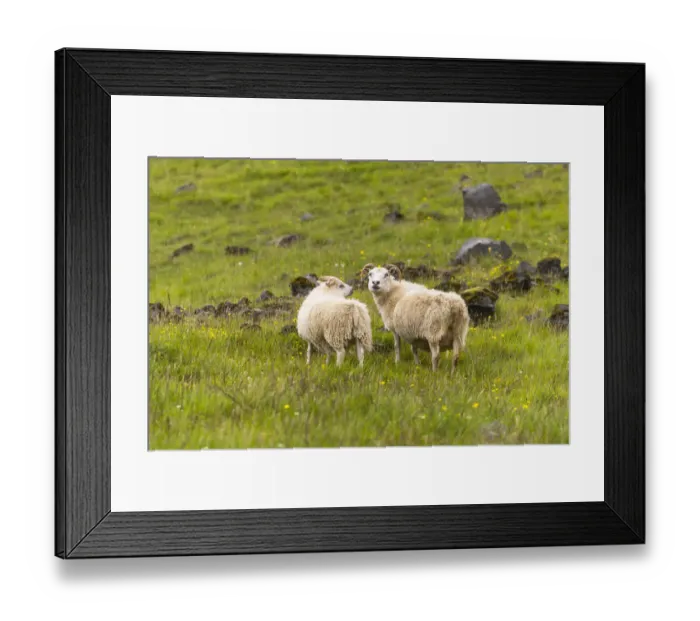 Framed Print : Europe, Iceland, Southwest Iceland. Icelandic sheep are commonly seen in the green Framed Print : Europe, Iceland, Southwest Iceland. Icelandic sheep are commonly seen in the green