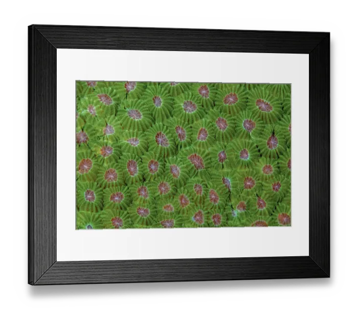 Framed Print : Credit as: Jones & Shimlock / Jaynes Gallery / DanitaDelimont Framed Print : Credit as: Jones & Shimlock / Jaynes Gallery / DanitaDelimont