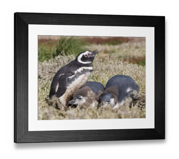 Framed Print : Magellanic Penguin (Spheniscus magellanicus), at burrow with half grown chicks. South America Framed Print : Magellanic Penguin (Spheniscus magellanicus), at burrow with half grown chicks. South America