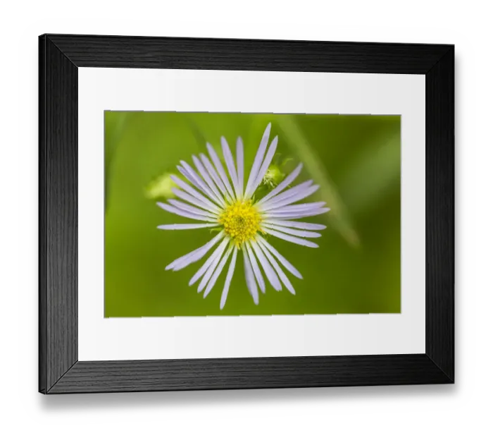 Framed Print : Purple-stemmed aster, Symphyotrichum puniceum, growing on the Reed Plantation in Reed