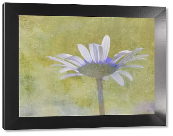 Oxeye Daisy composited with textured background
