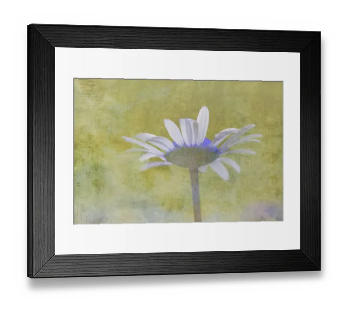 Framed Print : Oxeye Daisy composited with textured background