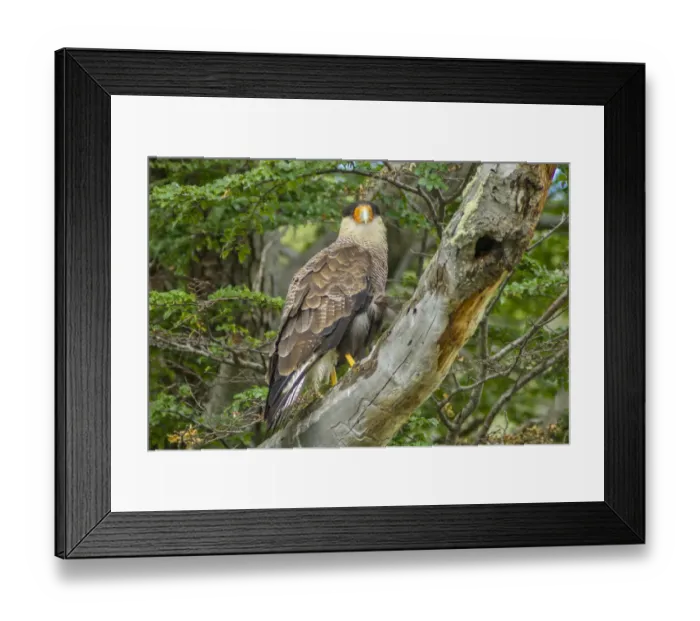 Framed Print : South America, Chile, Patagonia. Southern caracara close-up Framed Print : South America, Chile, Patagonia. Southern caracara close-up