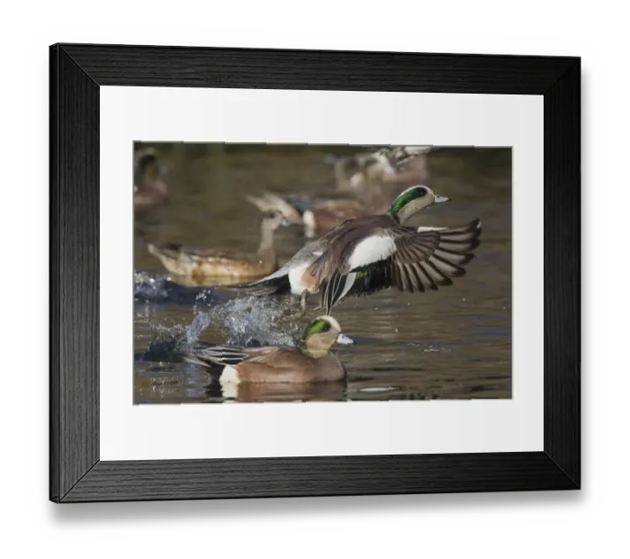 Framed Print : American Wigeon Taking Flight