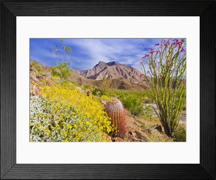 Framed Print : Barrel cactus, brittlebush and ocotillo under Indianhead Peak, Anza-Borrego Desert State Park Framed Print : Barrel cactus, brittlebush and ocotillo under Indianhead Peak, Anza-Borrego Desert State Park