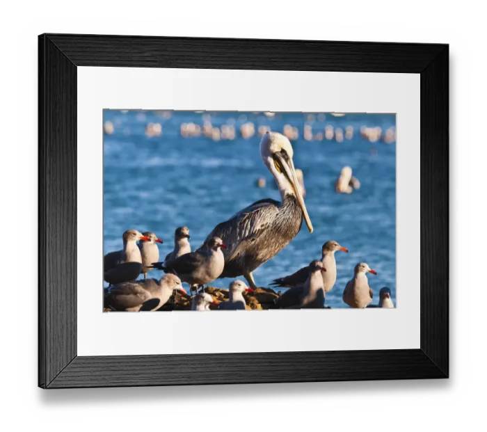 Framed Print : California brown pelicans (Pelecanus occidentalis), Avila Beach, California USA Framed Print : California brown pelicans (Pelecanus occidentalis), Avila Beach, California USA