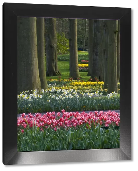 Spring woodland garden with tulips and daffodils