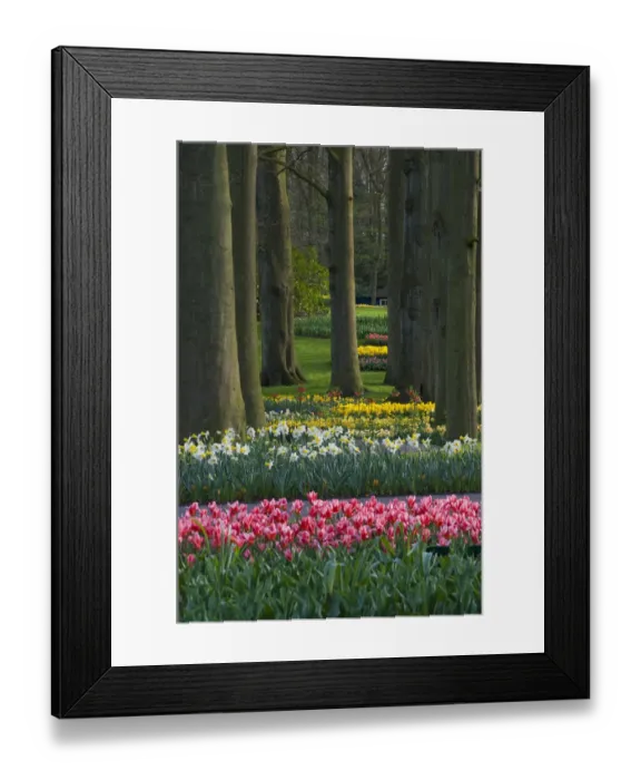 Framed Print : Spring woodland garden with tulips and daffodils Framed Print : Spring woodland garden with tulips and daffodils