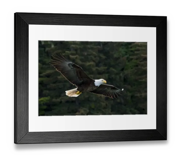 Framed Print : Bald Eagle, Glacier Bay National Park and Preserve, Alaska, USA Framed Print : Bald Eagle, Glacier Bay National Park and Preserve, Alaska, USA