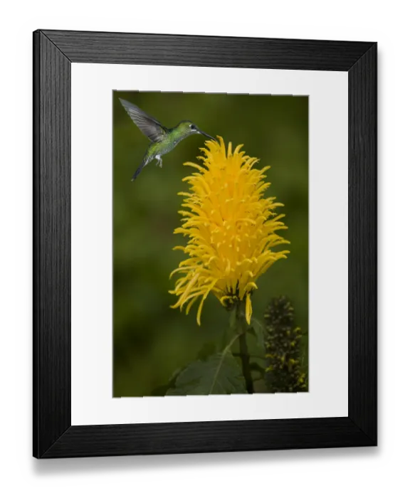 Framed Print : Caribbean, Costa Rica. Green-crowned brilliant hummingbird feeding