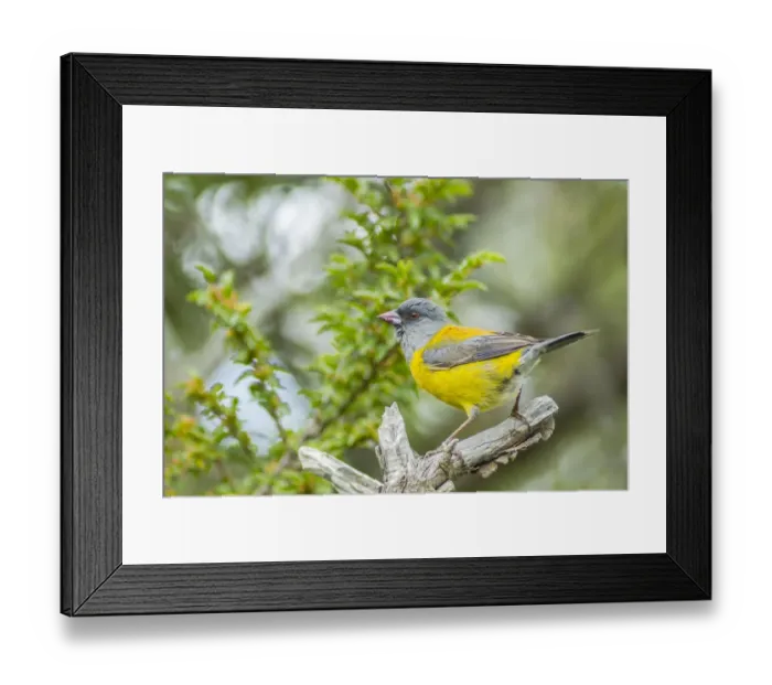Framed Print : South America, Chile, Patagonia. Sierra finch close-up Framed Print : South America, Chile, Patagonia. Sierra finch close-up