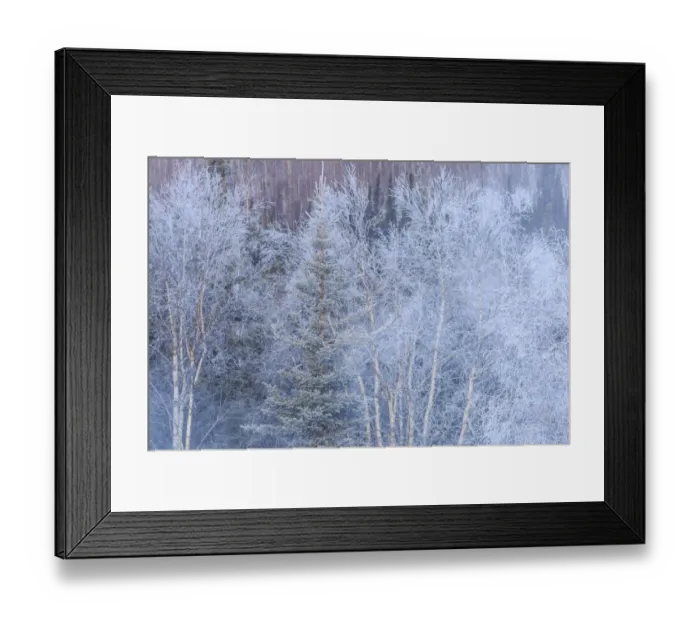 Framed Print : Winter scenics near Fairbanks, Alaska Framed Print : Winter scenics near Fairbanks, Alaska