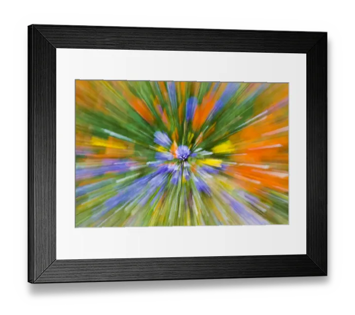 Framed Print : Wildflower abstract, Tehachapi Mountains, Angeles National Forest, California USA Framed Print : Wildflower abstract, Tehachapi Mountains, Angeles National Forest, California USA