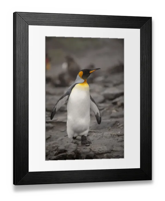 Framed Print : Antarctica, King Penguin, walking Framed Print : Antarctica, King Penguin, walking