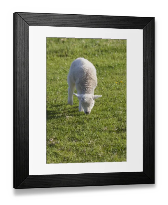 Framed Print : Ireland, County Kerry, Dingle Peninsula, Slea Head Drive, Slea Head, young sheep Framed Print : Ireland, County Kerry, Dingle Peninsula, Slea Head Drive, Slea Head, young sheep