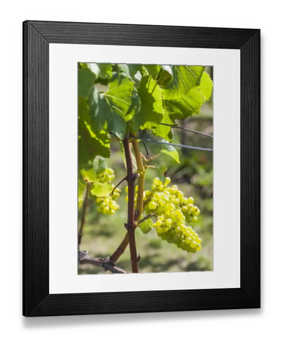 Framed Print : New Zealand, North Island, Auckland, vineyard Framed Print : New Zealand, North Island, Auckland, vineyard