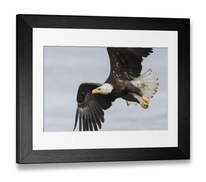 Framed Print : Bald Eagle Framed Print : Bald Eagle