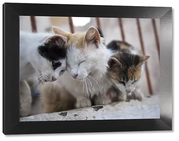 Greece, Santorini, Cats that roam the City